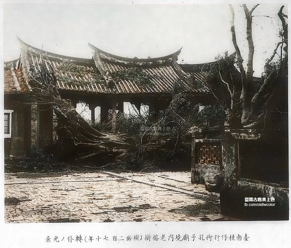  臺南孔廟的270歲老榕，於1911年颱風被連根拔起